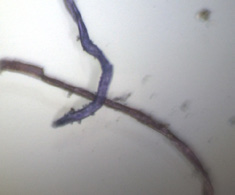 回收 HDPE 顆粒表面分離出的纖維素纖維顯微影像