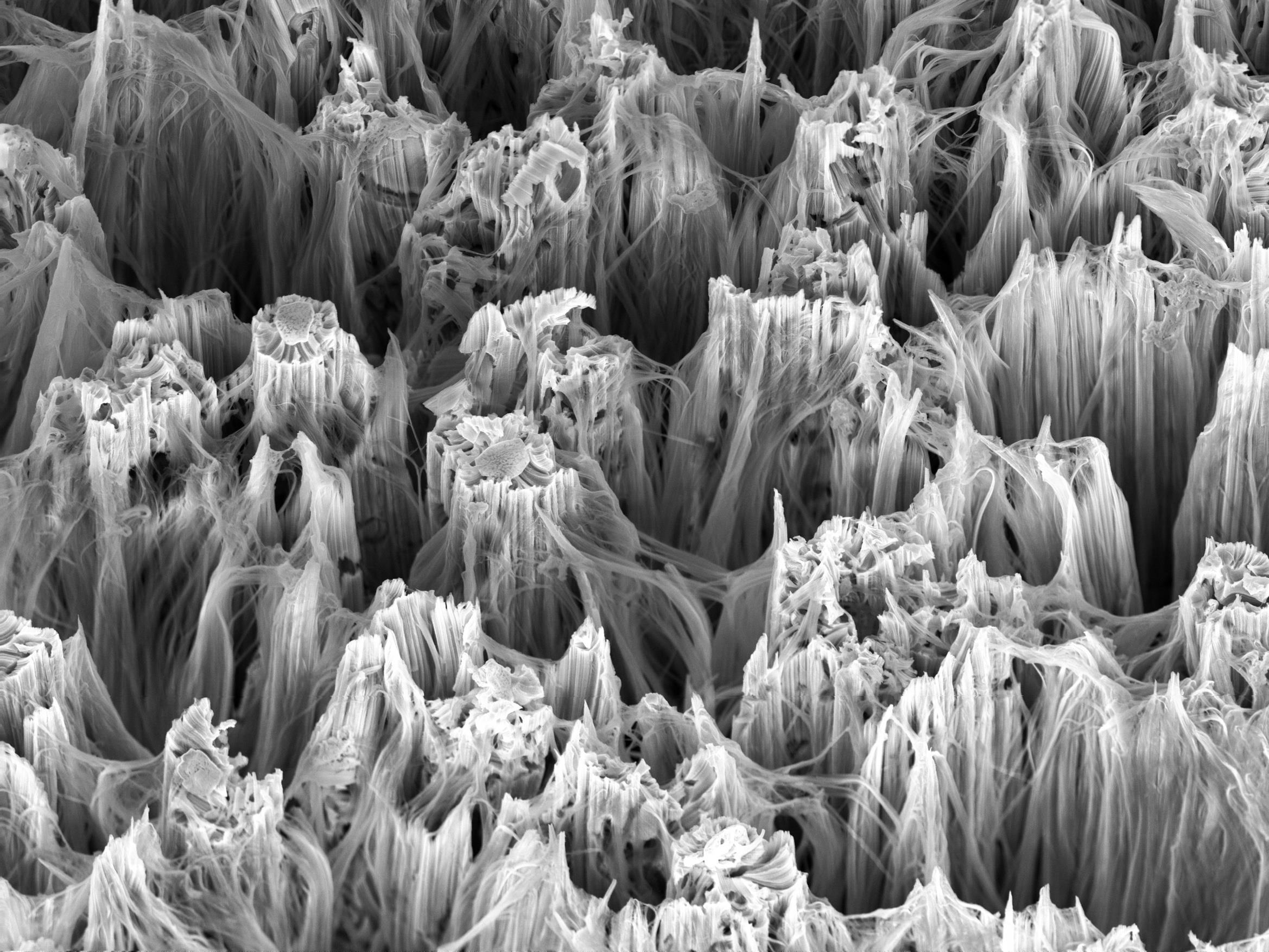 Harrick Plasma 用於 AFM sample preparation 與奈米表面分析前置處理